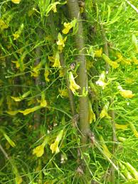 Attēlu rezultāti vaicājumam “Caragana arborescens flower”