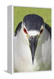 Attēlu rezultāti vaicājumam “Nycticorax nycticorax adult”