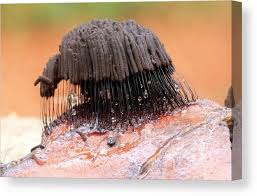 Attēlu rezultāti vaicājumam “Stemonitis fusca”