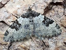 Attēlu rezultāti vaicājumam “Xanthorhoe fluctuata”