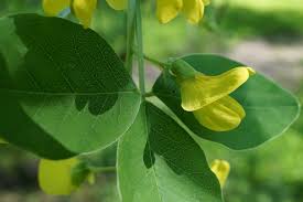 Attēlu rezultāti vaicājumam “Laburnum alpinum leaf”