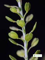 Attēlu rezultāti vaicājumam “Lepidium densiflorum flower”