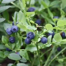 Attēlu rezultāti vaicājumam “Allium ursinum fruit”