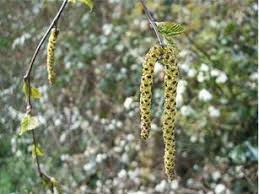 Attēlu rezultāti vaicājumam “Betula nana male flower”