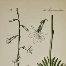 Attēlu rezultāti vaicājumam “Lobelia dortmanna flower”