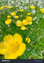 Attēlu rezultāti vaicājumam “Ranunculus lanuginosus flower”
