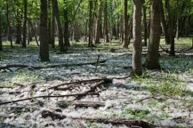 Attēlu rezultāti vaicājumam “Populus x gileadensis”