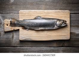 Image result for Salvelinus faroensis