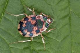 Attēlu rezultāti vaicājumam “Omophron limbatum”