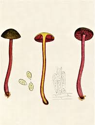 Attēlu rezultāti vaicājumam “Cortinarius sanguineus”