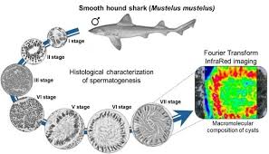 Image result for Mustelus mustelus