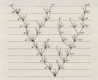 File:Origin of Species illustration cropped.png - Wikipedia, the ...