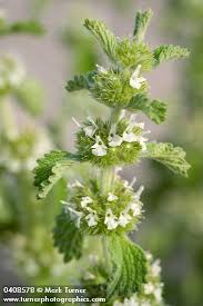 Image result for Marrubium vulgare