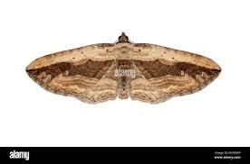 Attēlu rezultāti vaicājumam “Horisme vitalbata”