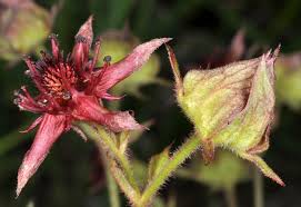 Attēlu rezultāti vaicājumam “Comatricha pulchella macro”