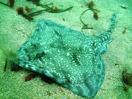 Image result for Raja clavata