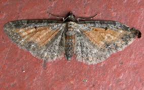 Attēlu rezultāti vaicājumam “Eupithecia icterata”