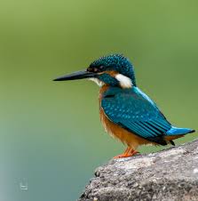 Attēlu rezultāti vaicājumam “Alcedo atthis”