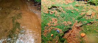 Attēlu rezultāti vaicājumam “Chaetophora pisiformis”