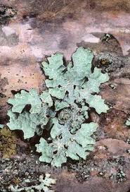 Attēlu rezultāti vaicājumam “Parmelia sulcata”