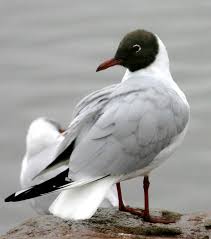 Attēlu rezultāti vaicājumam “Larus ridibundus juvenile”