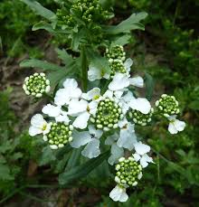 Image result for Iberis amara