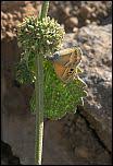 Attēlu rezultāti vaicājumam “Coenonympha hero underside”