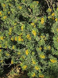 Attēlu rezultāti vaicājumam “Medicago”