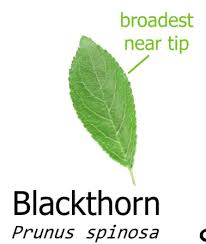 Attēlu rezultāti vaicājumam “Prunus spinosa leaf”