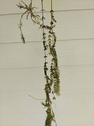 Attēlu rezultāti vaicājumam “Chara polyacantha”