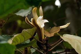 Attēlu rezultāti vaicājumam “Chenopodium acerifolium flower”