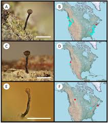 Attēlu rezultāti vaicājumam “Chaenotheca phaeocephala”