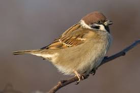 Image result for Passer montanus