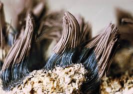 Attēlu rezultāti vaicājumam “Stemonitidaceae”