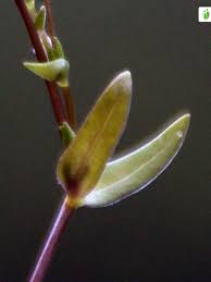 Attēlu rezultāti vaicājumam “Stellaria crassifolia”
