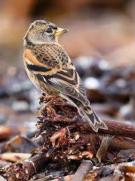 Attēlu rezultāti vaicājumam “Fringilla montifringilla”