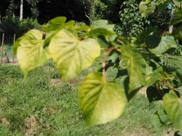 Attēlu rezultāti vaicājumam “Tilia amurensis”