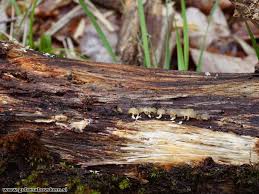 Attēlu rezultāti vaicājumam “Calocera glossoides”