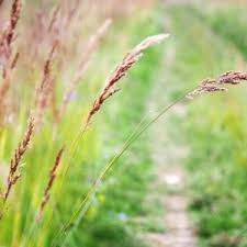 Attēlu rezultāti vaicājumam “Festuca ovina fruit”