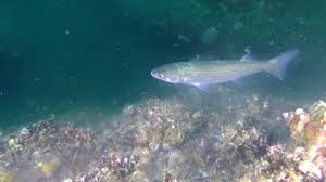 Image result for Liza aurata