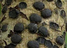 Attēlu rezultāti vaicājumam “Diatrype disciformis”