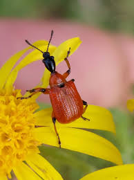 Attēlu rezultāti vaicājumam “Apoderus coryli”