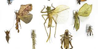 Attēlu rezultāti vaicājumam “Orthoptera”