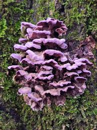 Attēlu rezultāti vaicājumam “Chondrostereum purpureum”