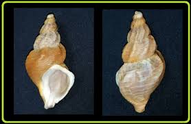 Image result for Buccinum undatum