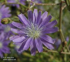 Attēlu rezultāti vaicājumam “Lactuca tatarica bud”