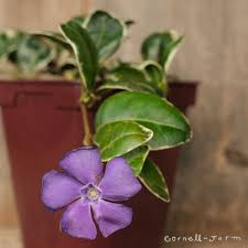 Attēlu rezultāti vaicājumam “Vinca minor leaf”