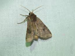 Attēlu rezultāti vaicājumam “Xestia baja”