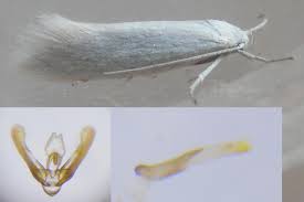 Attēlu rezultāti vaicājumam “Elachista argentella”