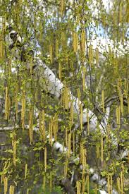 Attēlu rezultāti vaicājumam “Betula pendula flower”